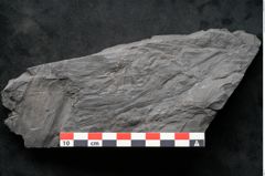 Foto (Detailansicht) von Noeggerathia palmaeformis Goeppert (NHMW-GEO-2024-0188-10737)